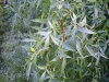 angustifolia ssp. oxycarpa (Desert Ash)